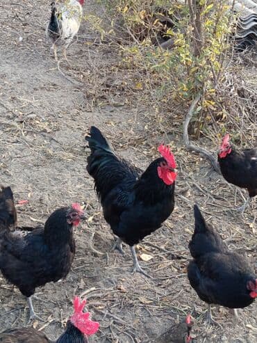 Məhsul: Astroloq xoruzlar Təsvir: - Təmiz cins astroloq xoruzlar. - — 2