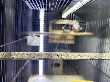 itler ucun bit dermani: Qarayanaq zebra velikan. Hazır cüt bala verən quşlardır. Qəfəslə — 4