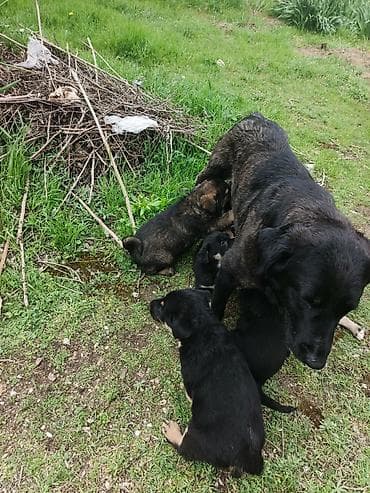 qartal şəkilləri: Balaca labrador ballari - Şəkillərdə bir neçə şirin balaca it balası — 3