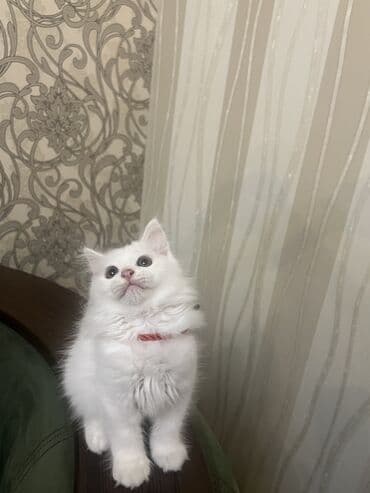 alisanın pişiyinin adı nə idi: Şinşilla, Ünvandan götürmə — 3