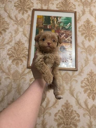 İtlər: Malti-Pu (Maltipoo) balaları erkek ve dişi Ata və ana 4 kq - Cins — 1