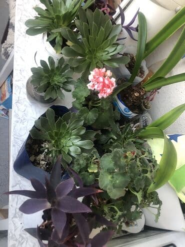 kokelmek ucun bitki caylari: Təbii otaq bitkiləri .5 gul alana, bir gul hədiyyə olacaq.Başqa — 8