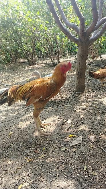 сколько стоит собака бу: Satılır: uzunboy döyüş tipli xoruz - Cins tipi: Yerli-döyüş — 4