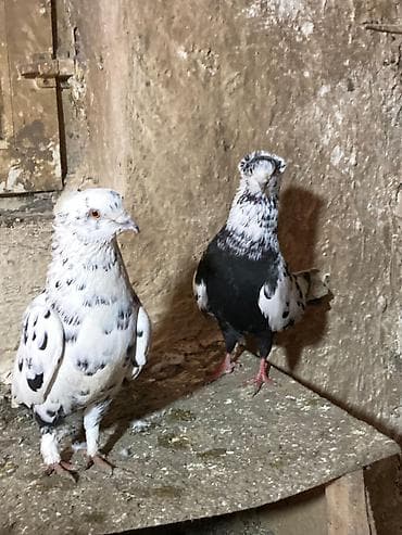 şirin it sekilleri: Tam sağlam heyvanlardı,istəyən əlaqə saxlaya bilər — 1