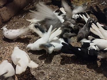 xaski sekileri: Ev göyərçinləri – müxtəlif rəng və naxışlarda sürü Məhsul təsviri: - — 6