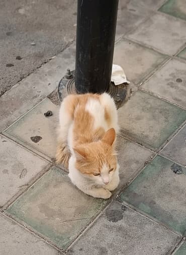 duş üçün gellər, kremlər: Sine dolgunlasdirci tebii krem 33m hem dik edir hem boyudur 2hisselidi — 1