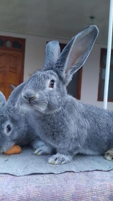 heyvan qirxan: FLANDR (Belçika nəhəngi) – İri ölçü, yüksək gəlir! Təmiz qanlı Flandr — 9