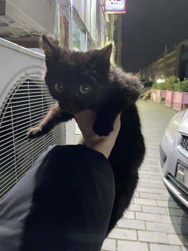 щенок в добрые руки: В добрые руки — 3