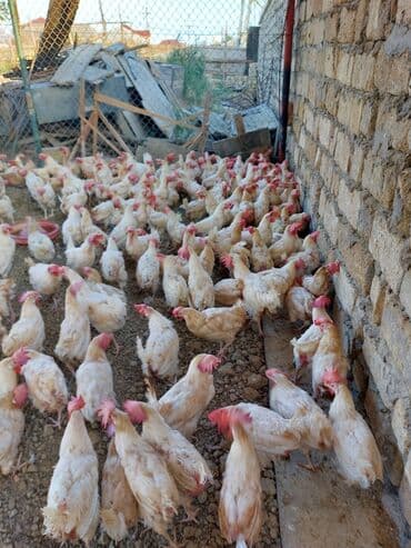 Heyvanlar üçün mallar: Toyuqlar — 1