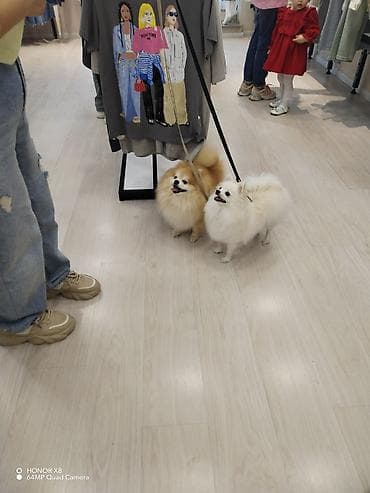 afcarka itləri: Şpitz, 4 il, Dişi, Sənədli — 1