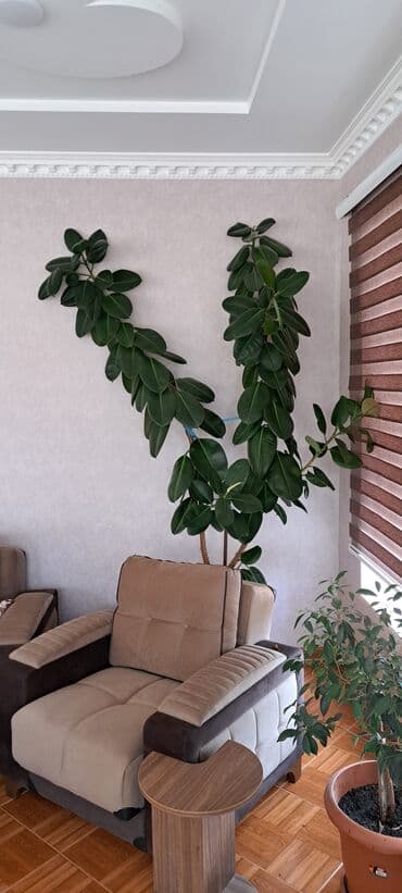 Fikus bitkiləri satılır . Həmişəyaşıldır . Otaqların ofislərin
