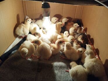 Hind toyuğu balaları (papaq) – təzə çıxım. Xüsusiyyətlər: - Cins — 1