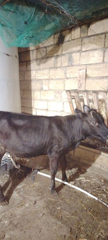 inək balası: Super dana Super saglam danadi sudlu heyvanin balasidi zeng catmasa — 3