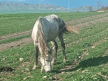 аквариум без рыб: Самец, Qarabag, лет: 4, Самовывоз — 3
