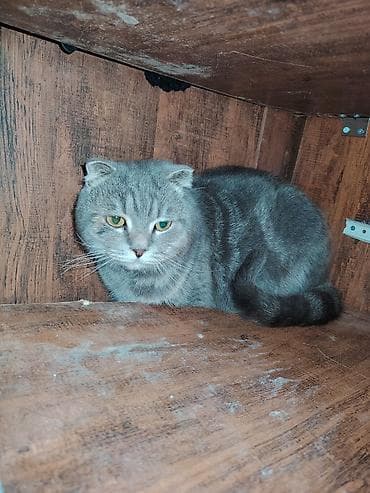 pisiklər: Britan yastı qulaq, Erkək, Yaxşı əllərə — 5