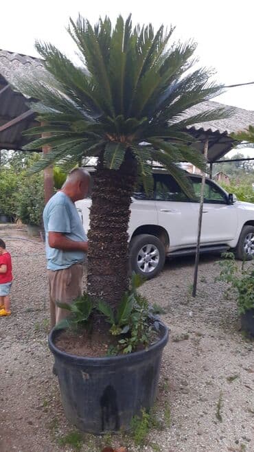 Sifarişlə əl işləri: Agaclar
gubreler guller — 13