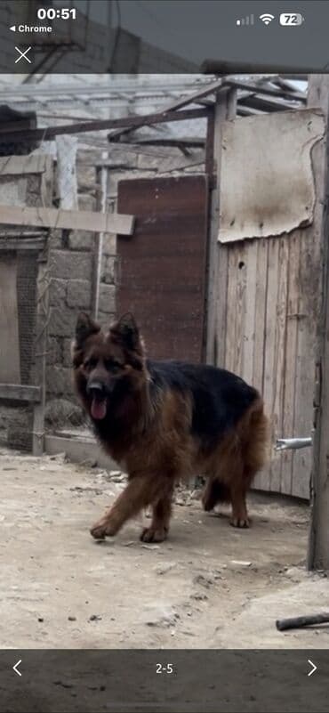 itler bala: Alman çoban iti, 2 il, Dişi, Peyvəndli — 6