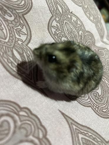 Кошки: Cırtdan hamster (cücə ölçülü, xırda növ) - Rəng: qarışıq boz-qəhvəyi — 3