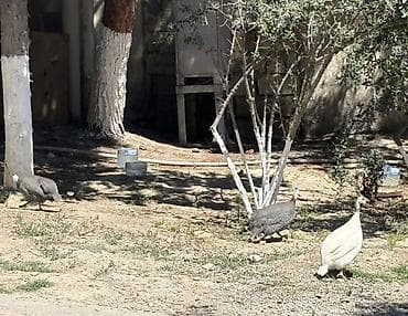 Toyuq, Yumurtalıq