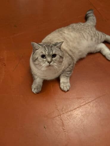 Iran Khodro: Britan — 3