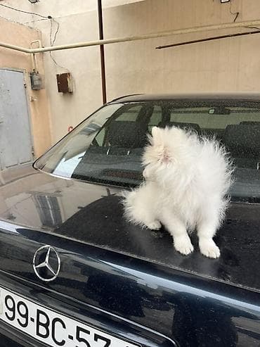 balaca ağ itlər: Şpitz, 3 ay — 2