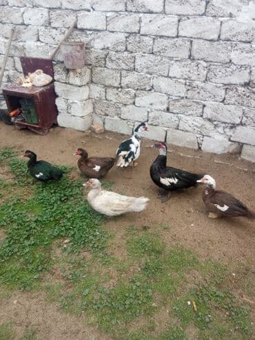 Gəmiricilər: Erkək, | Lal ördək, Damazlıq — 2