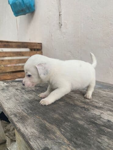 it satisi 2020: 2 ay, Erkek — 5