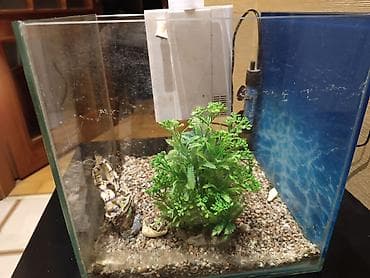 Akvarium dəsti - Şəffaf şüşə akvarium, kub formalı - Yuxarıdan — 2