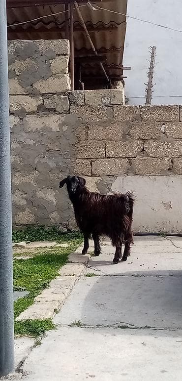 Гуси: Salam saglam arpa yonca yeyen çəpişdi real alıcılar zeng vursun — 2