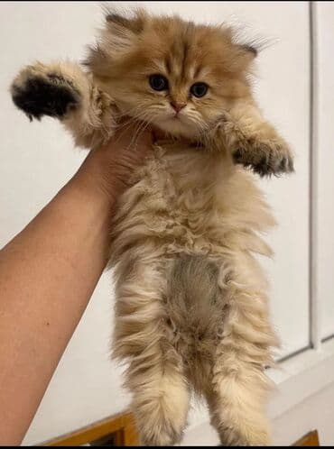 şotlan pişik: Şotland yastı qulaq, Erkək, Dişi, Yaxşı əllərə, Ünvandan götürmə, Pulsuz çatdırılma, Ödənişli çatdırılma — 158