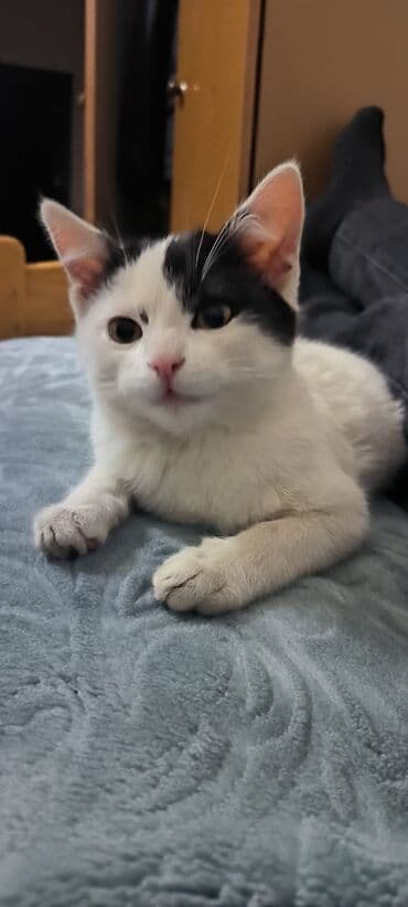 Птицы: Самец, В добрые руки, Самовывоз — 2