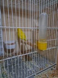 dişi pişik: Cex — 2