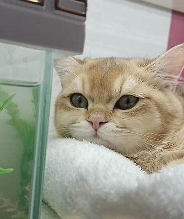 pişik baytarı: Qızıl şinşilla, Erkək, Dişi, Yaxşı əllərə, Ünvandan götürmə, Pulsuz çatdırılma, Ödənişli çatdırılma — 6