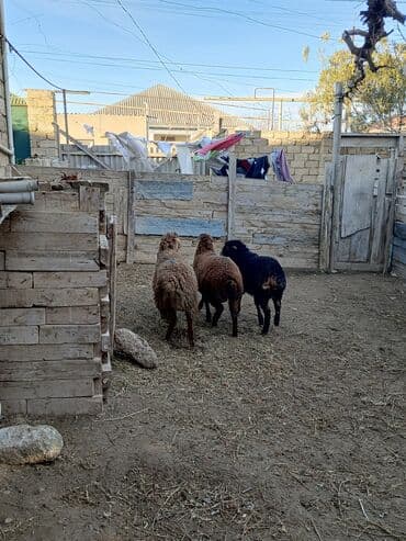 Proton: Erkək quzular kök quzulardi qiymet 270 manatdi isdeyen olsa gelib baxa — 2