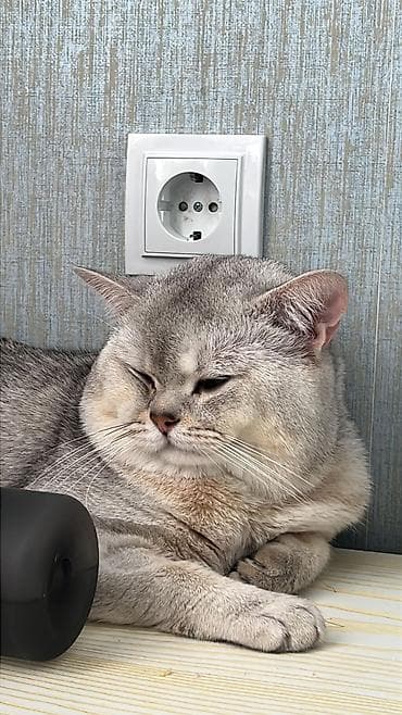 pisik balası: Britan — 6