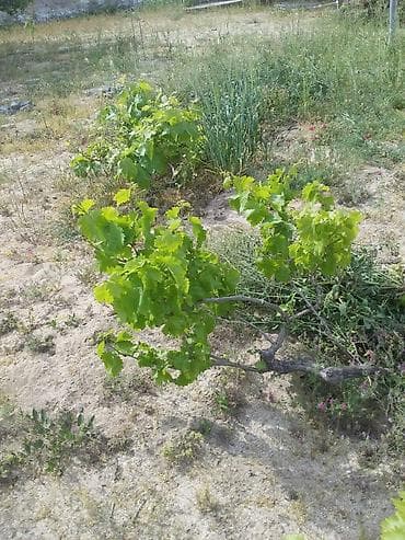 Продукты питания: Qiyməti cox ucuz öz məhsulumuzdur deyə ucuz satırıq.Aprel - may — 5