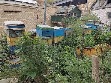 bülbül quşu satışı: 18 yewik ari ailesi balli ramkalar goturulmeyib icindedi,Tecili — 1