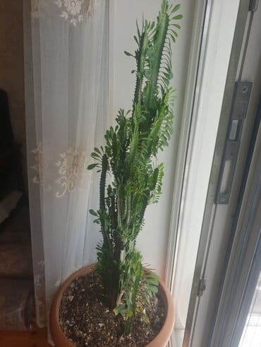 ev gülleri ve adları: Otaq gulleri — 1