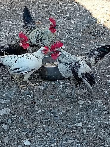 Şəkildəki yaponkalar satılır 3 xoruz bir fərə böyük /3 fərə 3 xoruz 2 lalafo.az -da Şəkildəki yaponkalar satılır 3 xoruz bir fərə böyük /3 fərə 3 xoruz 2