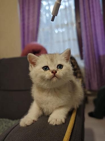 pulsuz pişik: Britan — 8