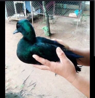 K/t heyvanları üçün mallar: 5 ədəd Kayuqa bu ilki becelerdi təmiz qanadlar — 1