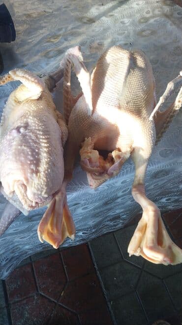 Vıkluçatellər: Məhsul: Təmizlənmiş ördək cəmdəkləri - Tam quş şəklində, içalatı — 2