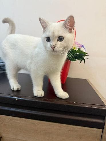 Şinşilla, Erkək, Yaxşı əllərə, Ünvandan götürmə, Pulsuz çatdırılma, Ödənişli çatdırılma