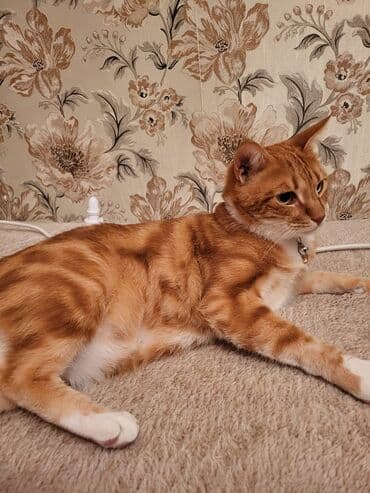 купить домик для кота: Табби, Самец, В добрые руки, Самовывоз — 1