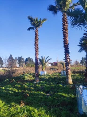 lipa ağacı: Palmalar satilir 2000nen3000manatacqeder — 1
