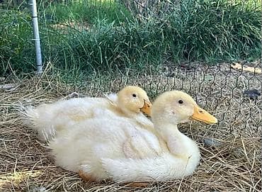 Ağ rəngli ördək balaları – 40 əd - Cinsi: Ağ Pekin tipli ördək