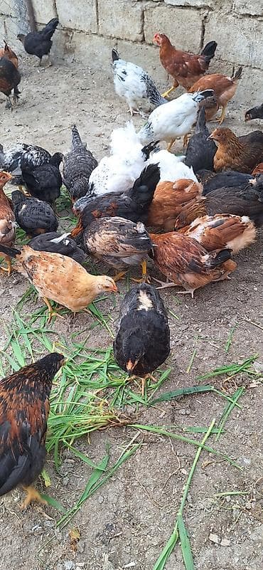 Куры: Kend çolpaları .Qiymet 6 manat 50 qepik — 4