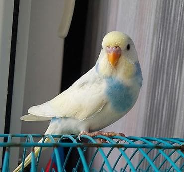 danlar: Növ: Dalğıç papağanı (budaq quşu/budgerigar) Rəng: Ağ-krem əsas, sinə — 3