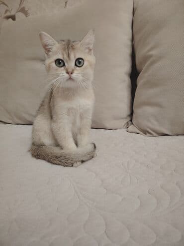 cins pişik: Dişi, Yaxşı əllərə, Ünvandan götürmə — 2