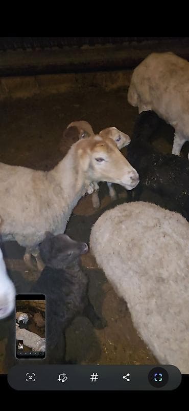 Camış: 5 dənə balalı qoyun. Sağlam qapı heyvanımdı.İşimlə əlaqədar olaraq — 6